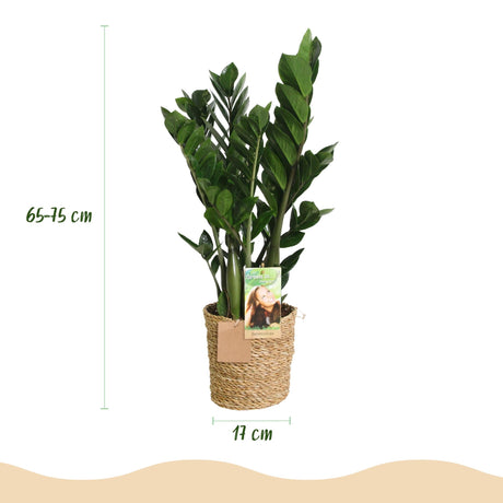 Livraison plante Zamioculcas et panier H70 cm