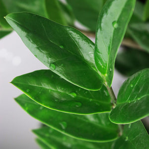 Livraison plante Zamioculcas zamiifolia