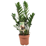 Livraison plante Zamioculcas Zamiifolia