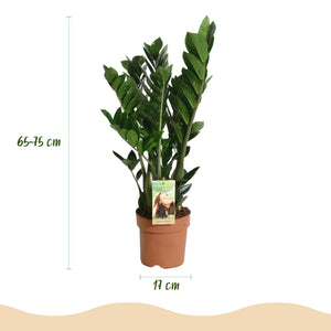Livraison plante Zamioculcas zamiifolia