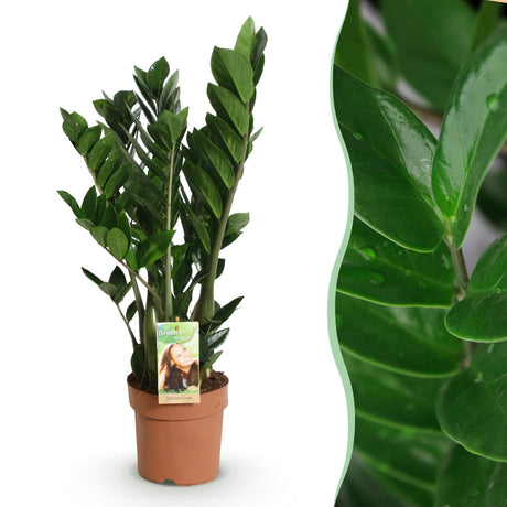 Livraison plante Zamioculcas zamiifolia