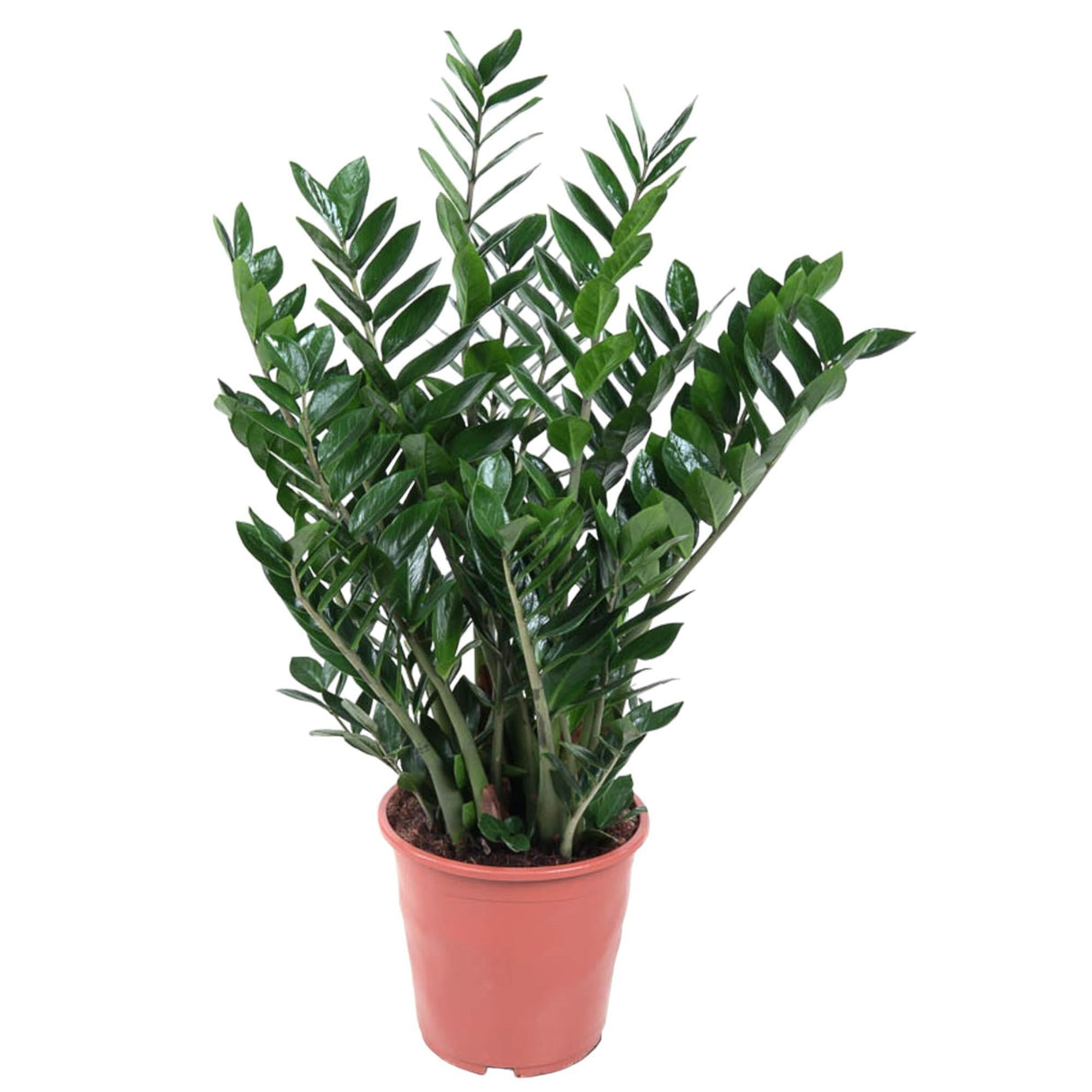 Livraison plante Zamioculcas Zamiifolia