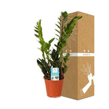 Livraison plante Zamioculcas Zamiifolia