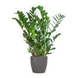 Livraison plante Zamioculcas Zamiifolia et son pot