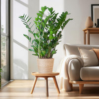 Zamioculcas Zamiifolia y su maceta