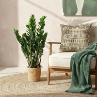 Zamioculcas ZZ y canasta