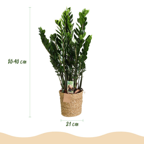 Livraison plante Zamioculcas ZZ et panier H85 cm