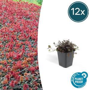 Acaena Microphylla (Acaena microphylla) 'Kupferteppich'