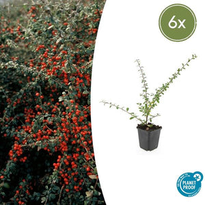 6x Cotoneaster suec. 'Belleza coralina' - ↕10-25cm - Ø9cm