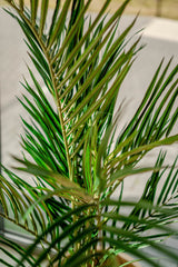 Areca - Palmera artificial