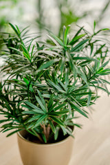 Podocarpus - Planta Verde Artificial