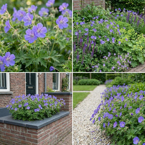 Pack Massif Plein Soleil Jaune & Bleu - 30 plantes — photo 10