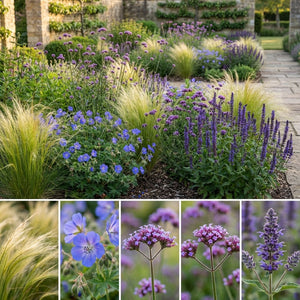 Pack Massif Plein Soleil Violet & Bleu (Stipe Cheveux D'Ange) - 30 plantes — photo 3