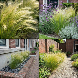 Pack Massif Plein Soleil Violet & Bleu (Stipe Cheveux D'Ange) - 30 plantes — photo 7