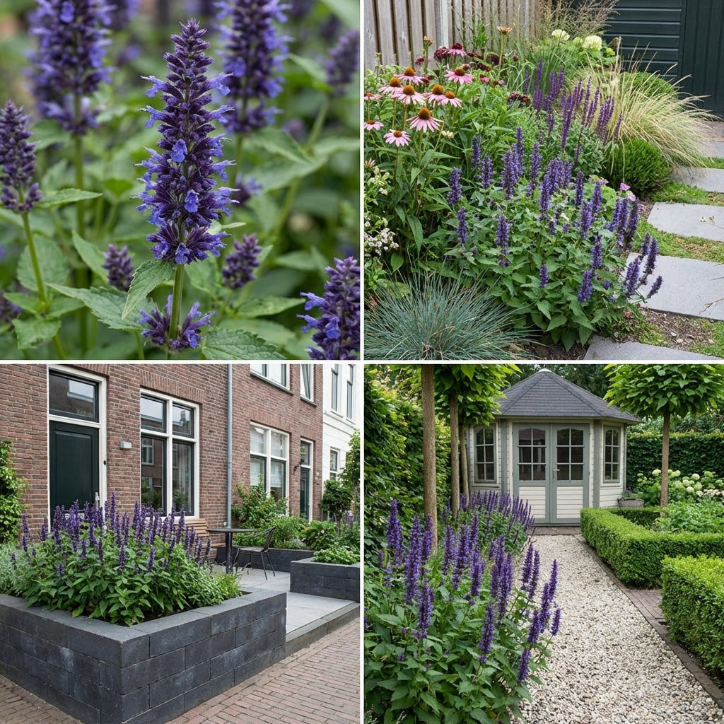 Pack Massif Plein Soleil Violet & Bleu (Stipe Cheveux D'Ange) - 30 plantes — photo 9