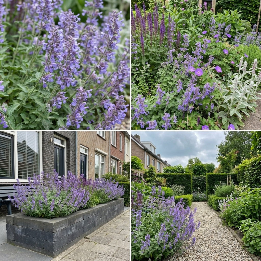 Pack Massif Soleil & Mi-Ombre Jaune & Violet - 30 plantes — photo 6