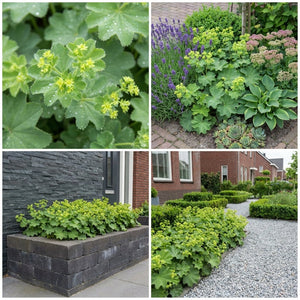 Pack Massif Soleil & Mi-Ombre Jaune & Violet - 30 plantes — photo 8