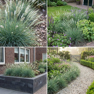 Pack Massif Soleil & Mi-Ombre Violet & Bleu - 30 plantes — photo 10