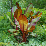 Bananier d'Abyssinie rouge Maurelii - Ensete ventricosum - 6 plants - H 30 cm, pot Ø12 cm