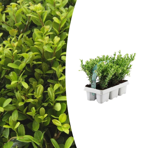 Houx du Japon Jenny en mini-pot - 6 plants