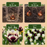Tulipe Breakdance en mélange