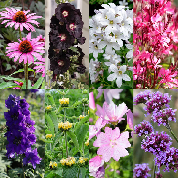 Kit de vivaces pour abeilles et papillons - 8 plants pour 1 m²