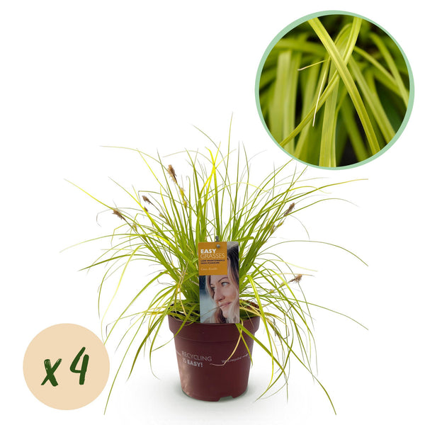 Carex Everillo - 4 plants