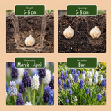 Muscari Magic en mélange