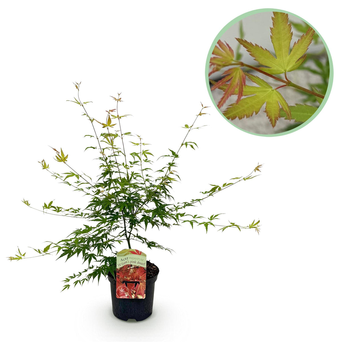 Érable du Japon Pink Dwarf - Acer palmatum - H 70 cm, pot Ø19 cm