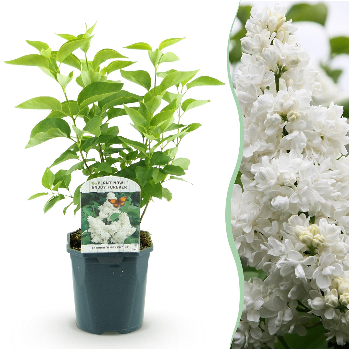 La Green Touch - Planta de Jardín - Syringa vulgaris Mme Lemoine - Lila Común - Resistente al Invierno - Blanco - 1 Planta - Maceta 17cm - Altura 45cm