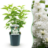 La Green Touch - Planta de Jardín - Syringa vulgaris Mme Lemoine - Lila Común - Resistente al Invierno - Blanco - 1 Planta - Maceta 17cm - Altura 45cm