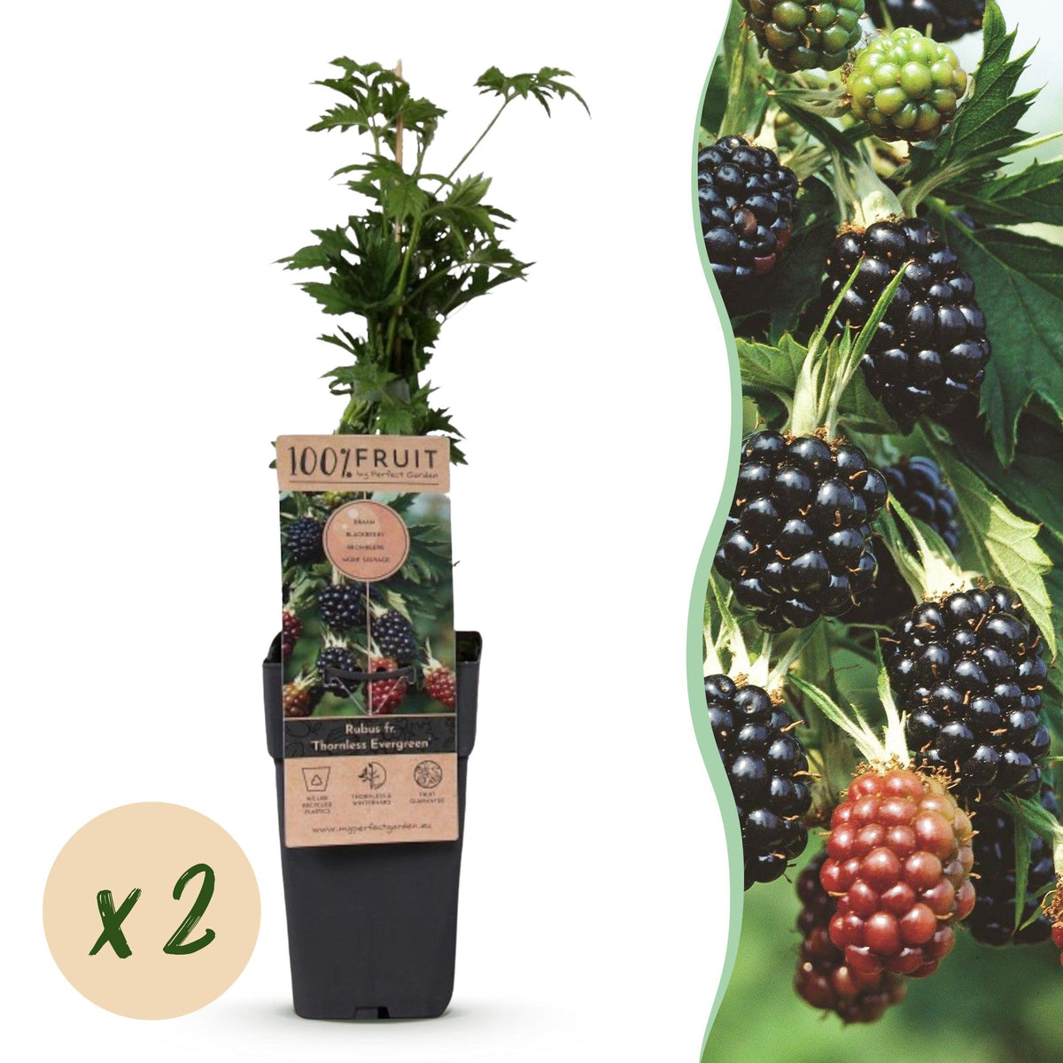 Mûrier sans épines Thornless Evergreen - Ronce laciniée - H 50 cm, pot Ø15 cm