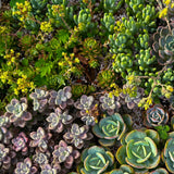 Mélange de plantes de rocaille couvre-sol - 8 plants - H 17 cm, pot Ø14 cm