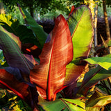 Bananier d'Abyssinie rouge Maurelii - Ensete ventricosum - 2 plants - H 40 cm, pot Ø17 cm