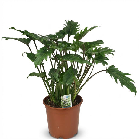 Philodendron Xanadu | Pot 19 cm