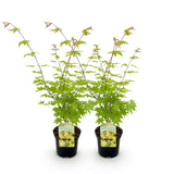 Érables du Japon Summergold - 2 plants - H 70 cm, pot Ø19 cm