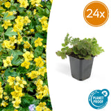 Waldsteinia ternata en godet - Faux fraisier - H 10-25 cm, pot Ø9 cm