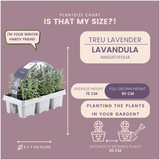 Lavande vraie en godet - Lavandula angustifolia - 72 plants