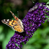 La Green Touch - Planta de Jardín - Buddleja davidii Black Night - Arbusto de Mariposas - Resistente al Invierno - Flores Púrpuras - 3 Plantas - Maceta 17cm - Altura 45cm