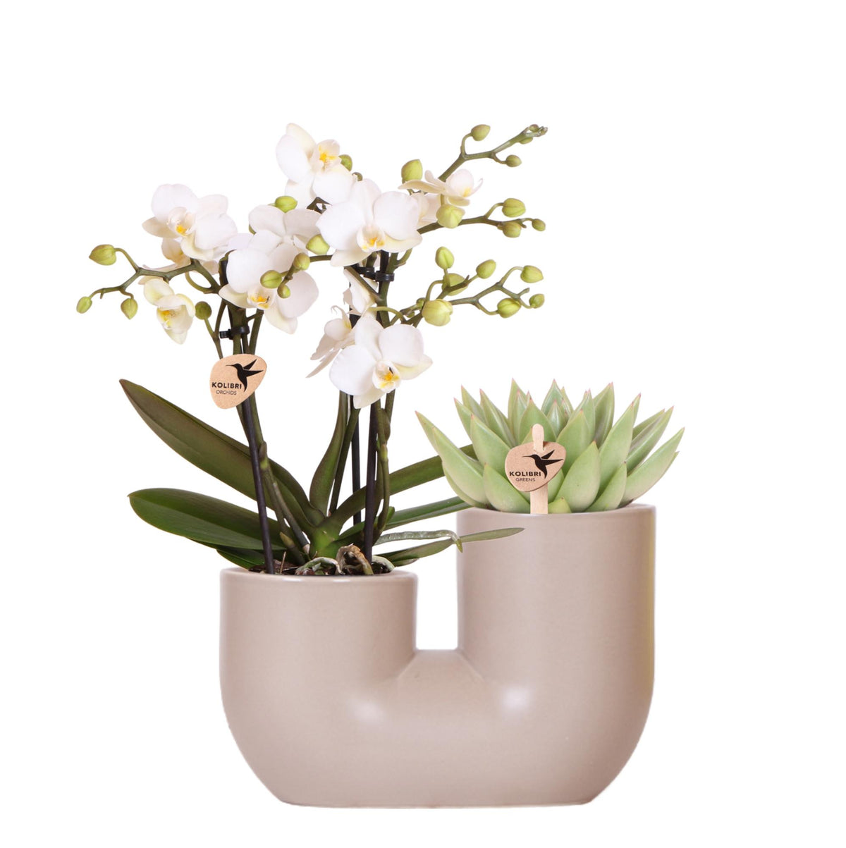 Orchidée blanche Blossom Zurich et succulente en cache-pot double Tube sable - H 40 cm