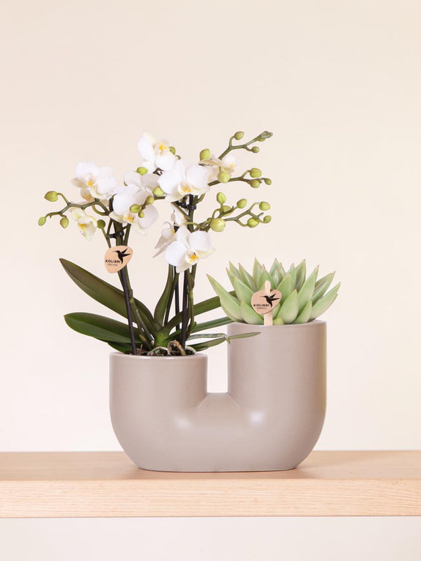 Orchidée blanche Blossom Zurich et succulente en cache-pot double Tube sable - H 40 cm