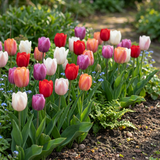 Tulipe Glowing with pride en mélange - calibre 11/12