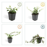 Cotonéaster rampant dammeri en godet - Cotoneaster dammeri - H 10-25 cm, pot Ø9 cm - photo 4