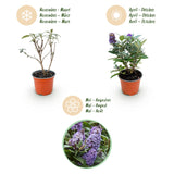Green boutiQ - Planta de Jardín - Buddleja davidii Butterfly Candy Little Lila - Arbusto de Mariposas - Compacto - Lila - 1 Planta - Maceta 12cm - Altura 20-25cm