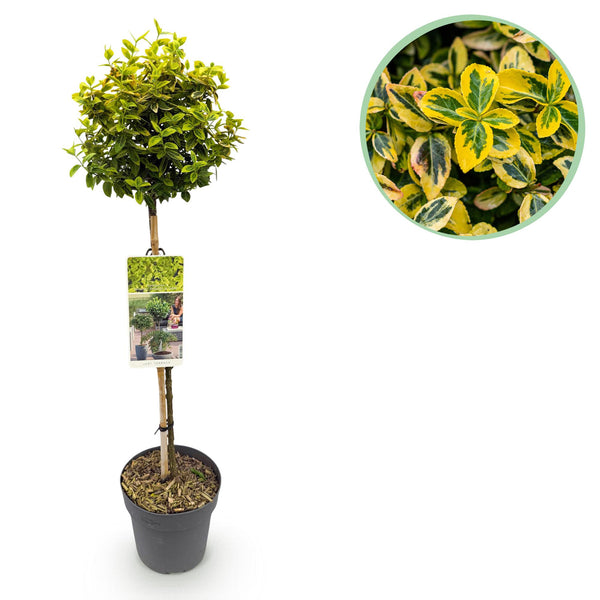 Fusain Emerald'n Gold sur tige - Euonymus fortunei