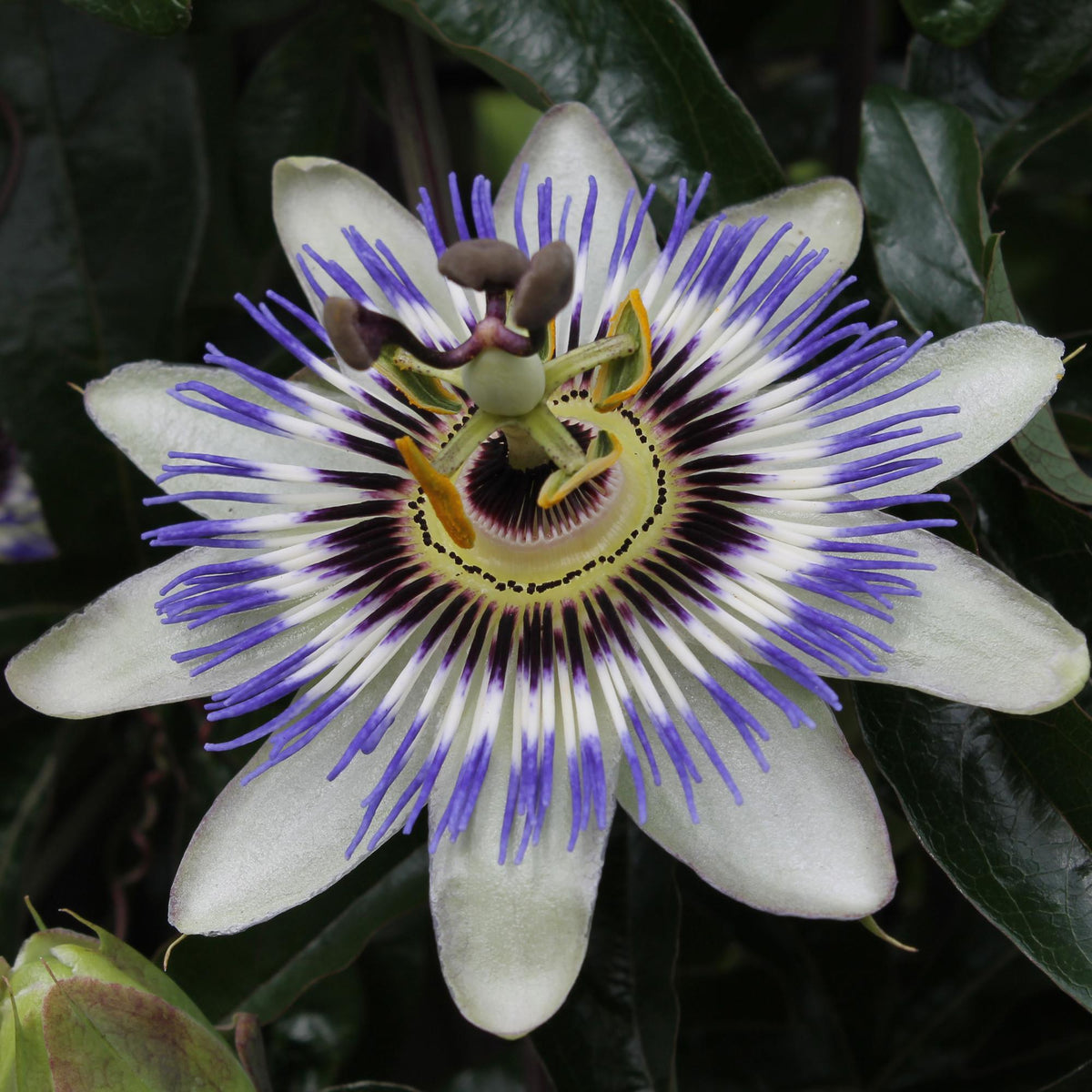 Passiflore bleue - Passiflora caerulea - H 65 cm, pot Ø15 cm