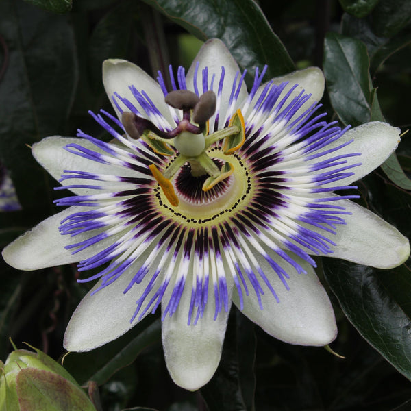 Passiflore bleue - Passiflora caerulea