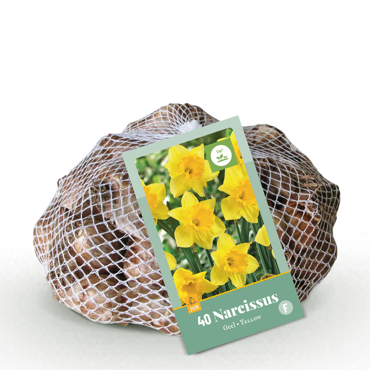 Narcisse jaune - calibre 10/12
