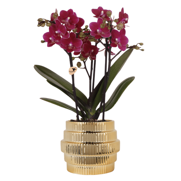 Orchidée Phalaenopsis violette Chamonix avec cache-pot Allure doré - H 40 cm, pot Ø9 cm