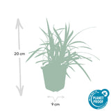 Laîche du Japon Irish Green en godet - Carex morrowii - H 10-25 cm, pot Ø9 cm - photo 3